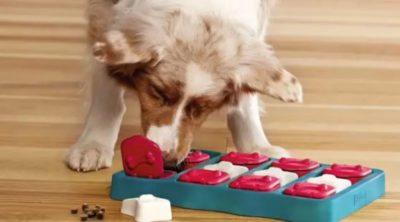 Why Your Dog Needs Challenging Puzzle Toys
