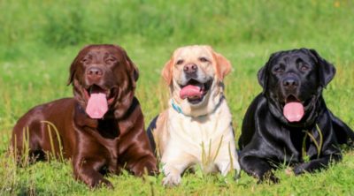 The 7 Most Famous Dog Breeds By Region