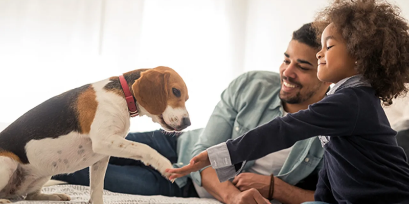 Can Pet Insurance Benefits Be Transferred to A New Owner?