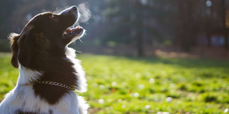 3 Ways to Ensure that Your Dog has Minty-Fresh Breath