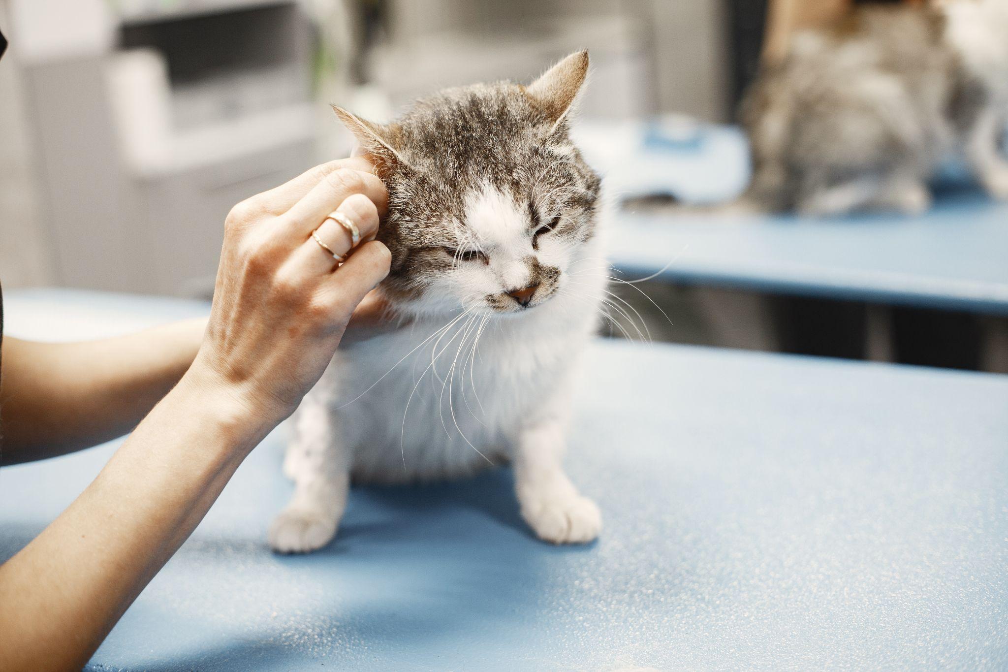 10 Tips to Keep your Older Cat Healthy
