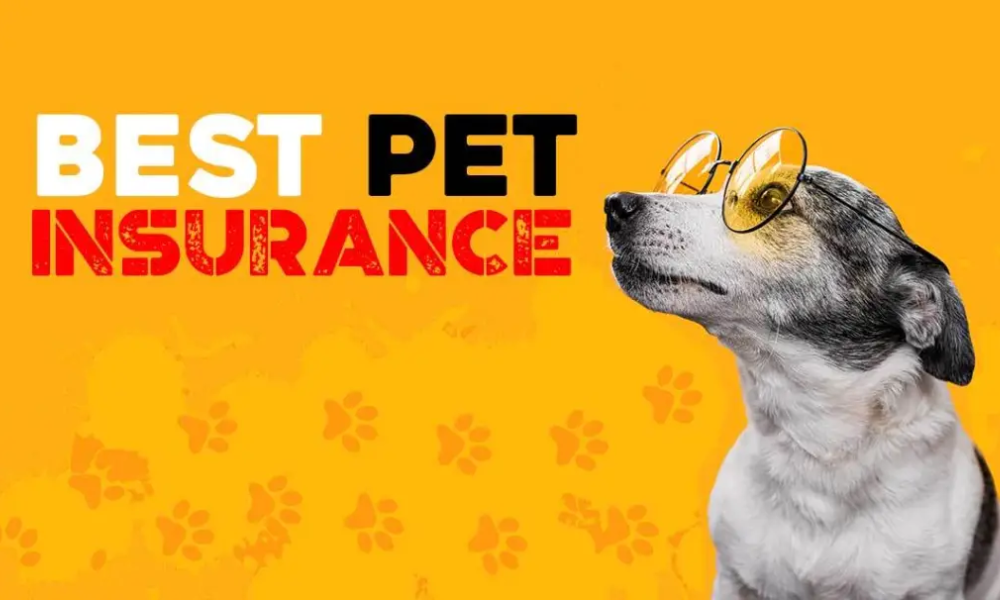 Best Pet Insurance Comparisons