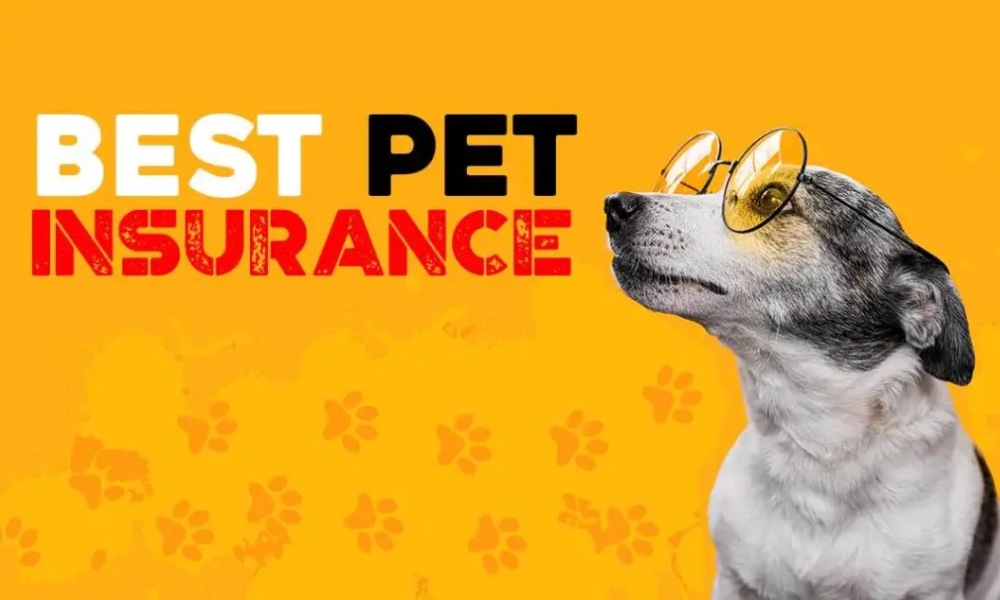 Best Pet Insurance Comparisons Iampet