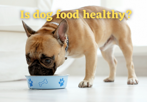 Is Dog Food Healthy? [Detailed Research]