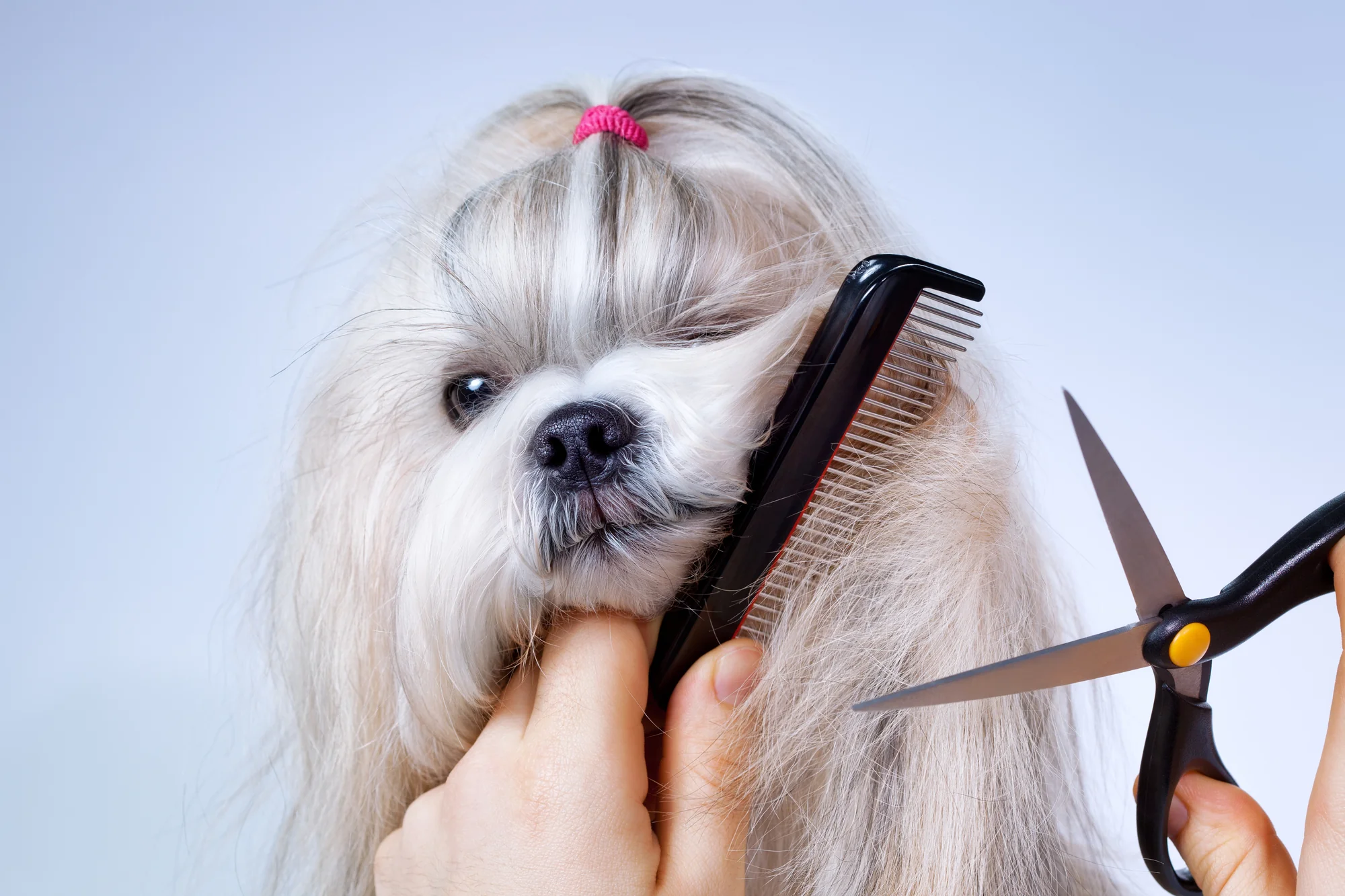 Pet Care and Dog Grooming: The Essential Guide for Pet Parents