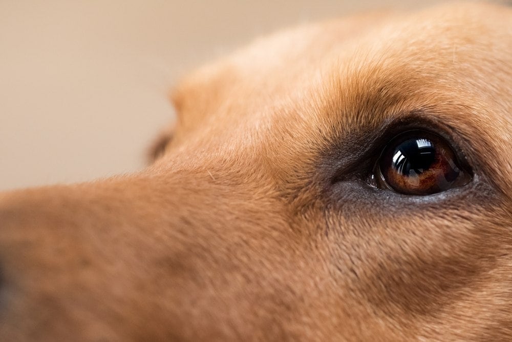 How to Soften Dog Eye Boogers: Simple Remedies for Your Furry Friend’s Comfort