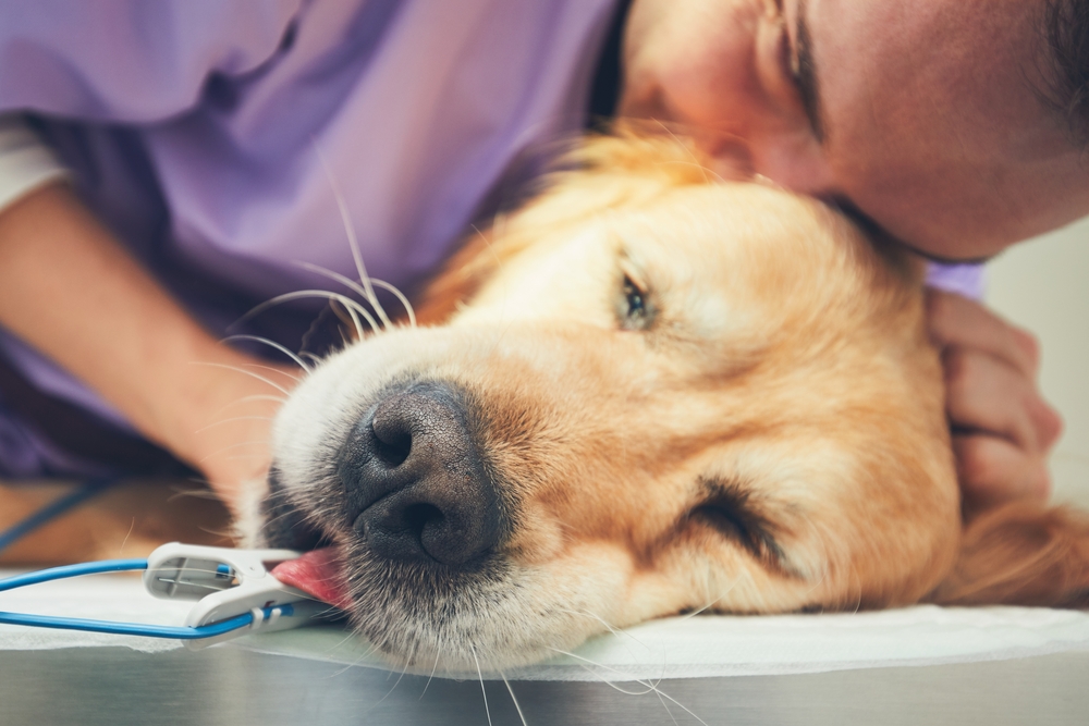 Should You Stay with Your Pet During Euthanasia?